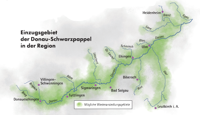 Einzugsgebiet Donauschwarzpappel